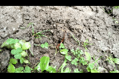 1508310512290421.gif VID_201710_clip.gif